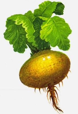 υγιές γογγύλι